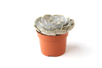 Echeveria isolated on white background. Houseplant succulent echeveria in pot.