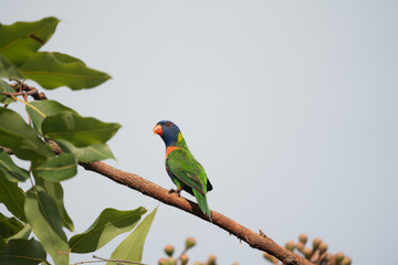 Rainbow Lorikeet in a tree