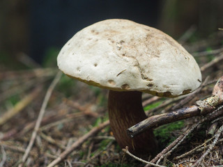 Boletus mushroom closeup