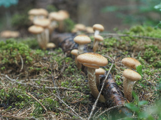 Armillaria mellea along the root of the fir