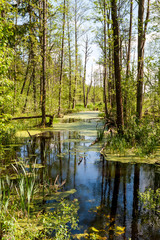 Białowieski Park Narodowy, las pierwotny, podmokły teren, martwe drzewa. © bchyla