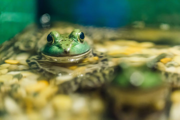 Frog shot close-up. The toad is In the water. Green background. Photographed close-up eyes amphibious