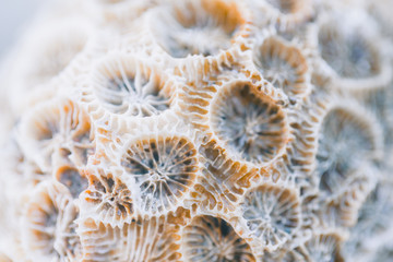 Dead coral shot close-up. Interesting texture. Natural background