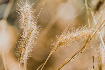 Obraz premium Dry grass close-up photographed. Yellow grass.