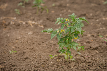Growing tomatoes in the garden in the garden.