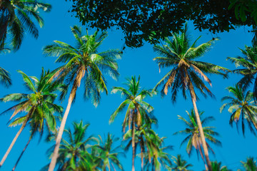Obraz premium Coconut palms against a clear blue sky. Crowns of palm trees against the sky. Tropical palm forest. Clear sunny day.