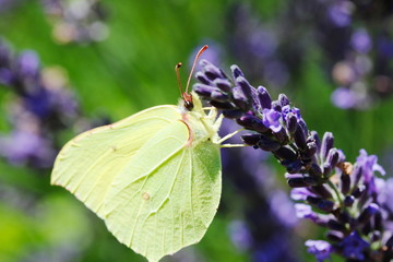 Gonepteryx rhamni on a purple lavender flower