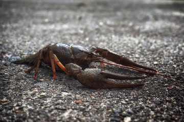 a portree of beautiful crayfish