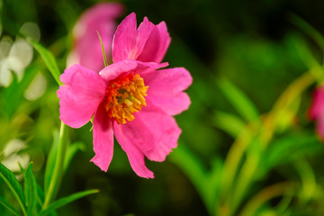 Fototapeta premium Pfingstrose, Blumenwiese, Hintergrund - Flower Background