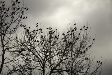 Starlings in trees