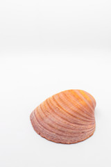 Buttecup Lucine seashell on isolated white background creating space for text