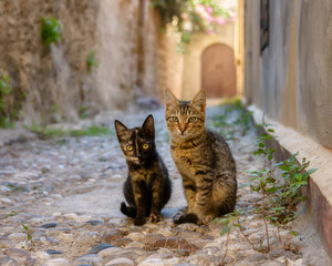 Kittens sitting in a cobbled alley in the Old Town of Rhodes, Greece