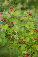 Organic blackberry bush. Growing Organic Berries closeup.
