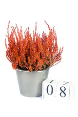 Flowers of orange Calluna vulgaris with cube calendar on white background, isolated, copy space for text. Womens Day, March 8. Greeting card. Top view