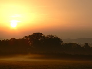 Creeping mist around trees at sunrise, Devon, England