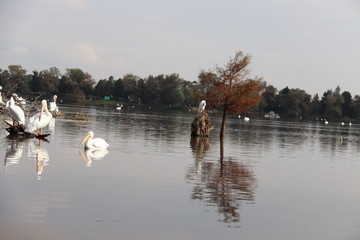 Graza en tronco con pelicano nadando