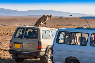 Kenya. Africa. Safari by car. Leopard sits on the roof of the car. Animals of Africa. Travel around Kenya. Leopard. - Powered by Adobe