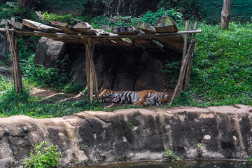 Malayan Tiger in zoo