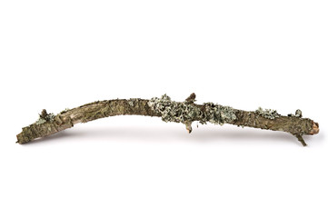 Lichen covered dry twig on white background.