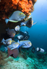 Underwater Photographer and group of Surgeonfish by coral reef..