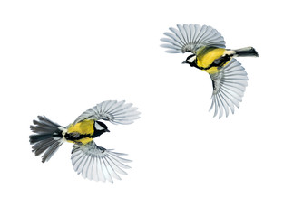 two bird Tits fly widely spread wings on a white isolated background