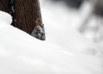 écureuil en hiver