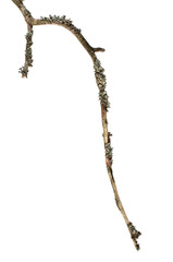 Lichen covered dry twig on white background.