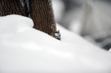 écureuil en hiver