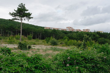 Obraz premium Bulgaria, green forest in the mountains