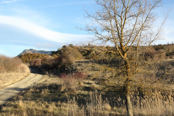 A scenic landscape with green grass grazing, bare branches trees and mountains in the Pyrenees, at sunset in winter, in Bailo, Aragon, Spain