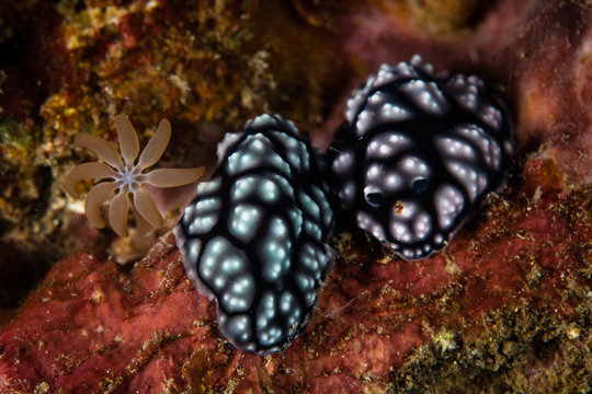 A pair of Phyllida pustulosa nudibranchs mate on a coral reef in Lembeh Strait, Indonesia. 