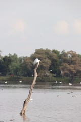 Garza en punta de tronco en lago