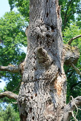 Morscher, abgestorbener Baum auf einer Wiese in den Sand Dünen von Sandweier, Baden-Baden