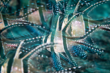 Banggai Cardinalfish in Lembeh Strait