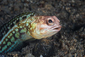 Obraz na płótnie Canvas Variable Jawfish in Indonesia