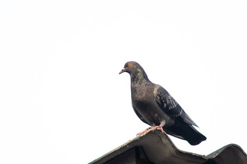 Cute little bird.