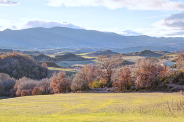 Fototapeta premium A scenic landscape with green grass grazing, bare branches trees and mountains in the Pyrenees at sunset, shot in backlight, in Bailo, Aragon, Spain