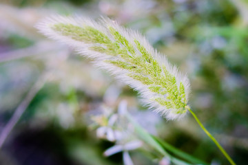 Nahaufnahme von frischem, gruenen Grashalm