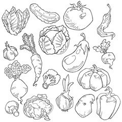 Set of various hand drawn vegetables. Sketches of different food. Isolated on white 