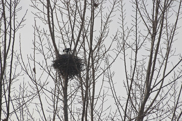 버드나무에 까치집과 까치
