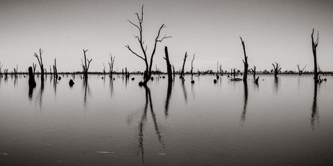 Photographie de troncs d& 39 arbres morts sortant de l& 39 eau, Australie