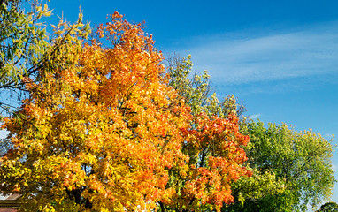 Fototapeta premium Autumn maple on background sky