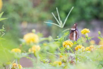 butterflies in a beautiful flower garden