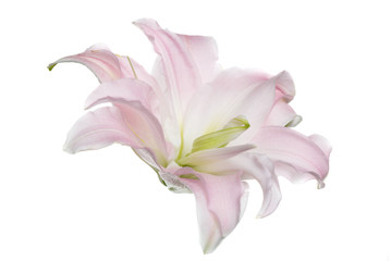 Gently pink lily flower isolated on white background.