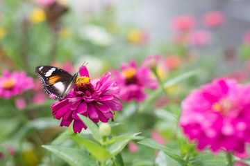 butterflies in a beautiful flower garden