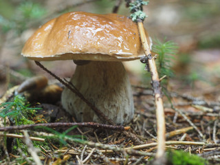 Boletus edilus in the forest