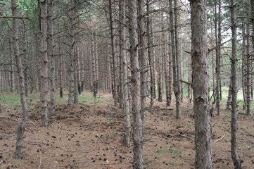 Fototapeta premium pine forest in Bulgaria