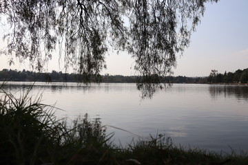 PAisaje arbol lloron y lago