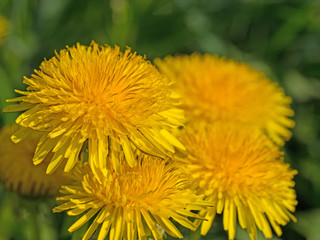 Blühender Löwenzahn, Taraxacum