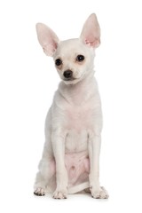 Toy Terrier Dog on Isolated White Background in studio